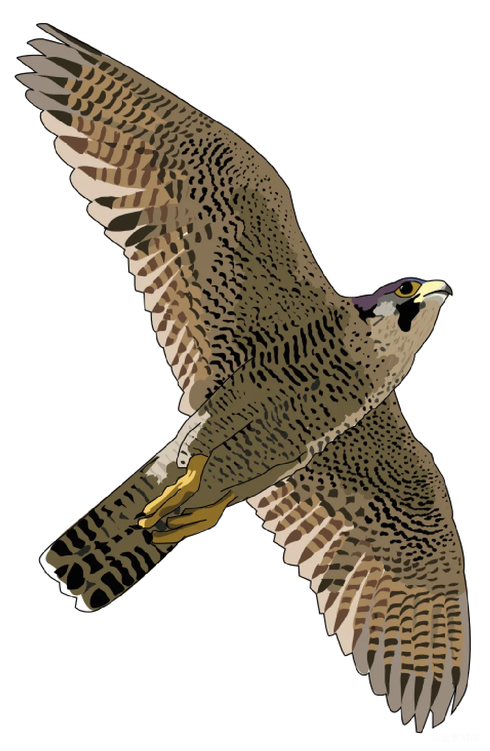元素素材 falcon