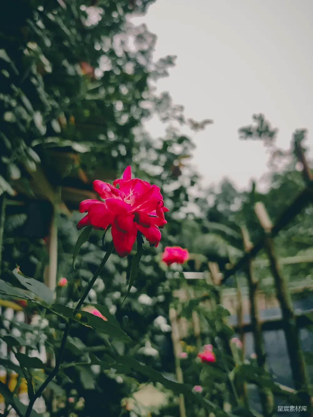 高清摄影  花园里一朵红花正在盛开