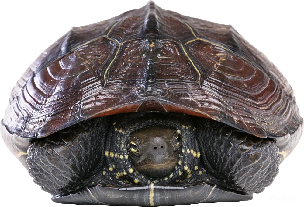 元素素材 元素 turtle