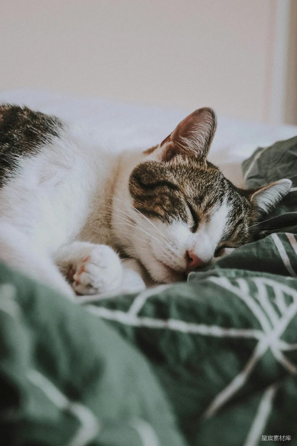 高清摄影  银虎斑猫