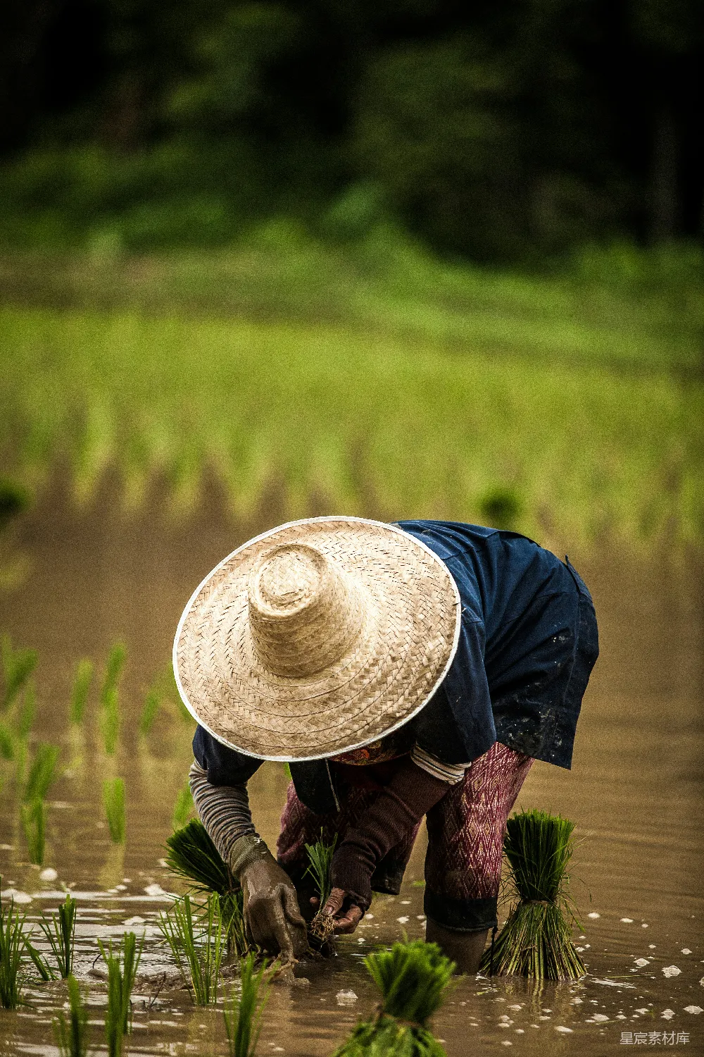 高清摄影  戴着棕色草帽的人在插秧，这是一张特写照片。