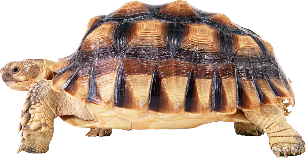 元素素材 turtle
