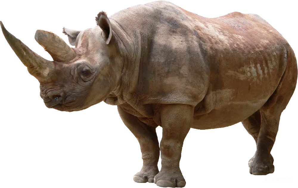 元素素材 元素 犀牛