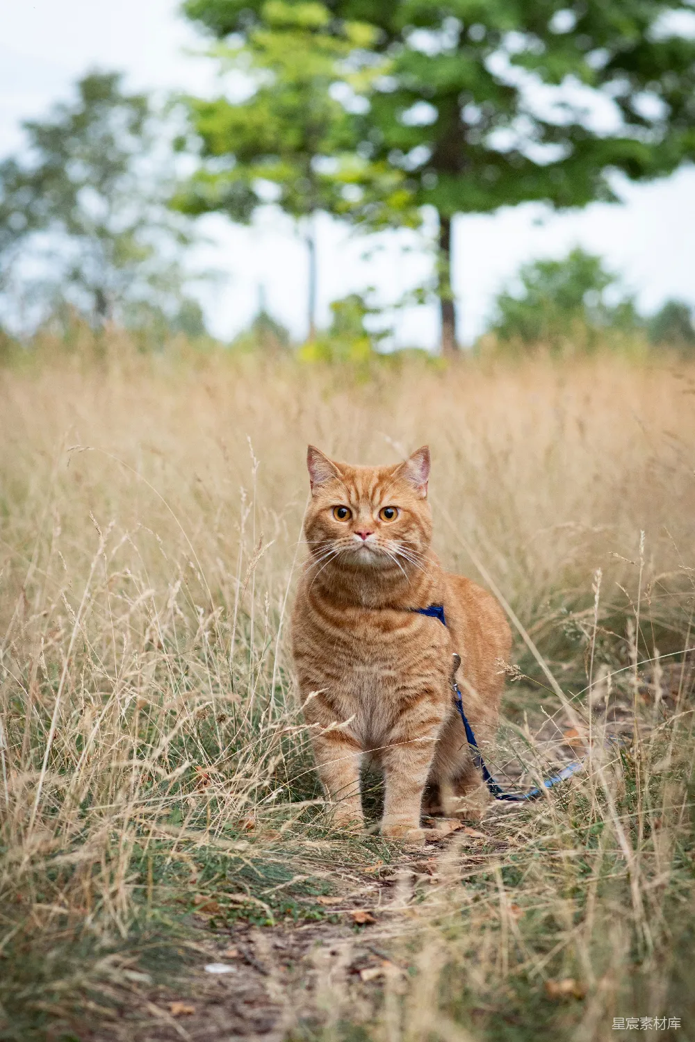 高清摄影  白天棕色草地上的橙色虎斑猫