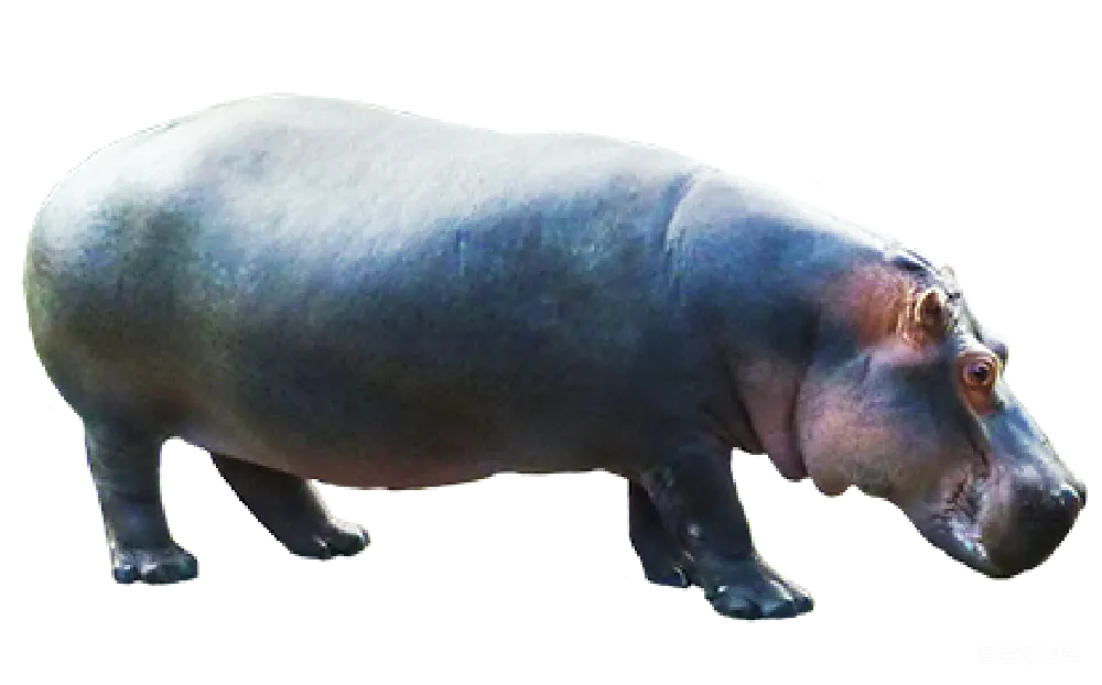 元素素材 河狸
