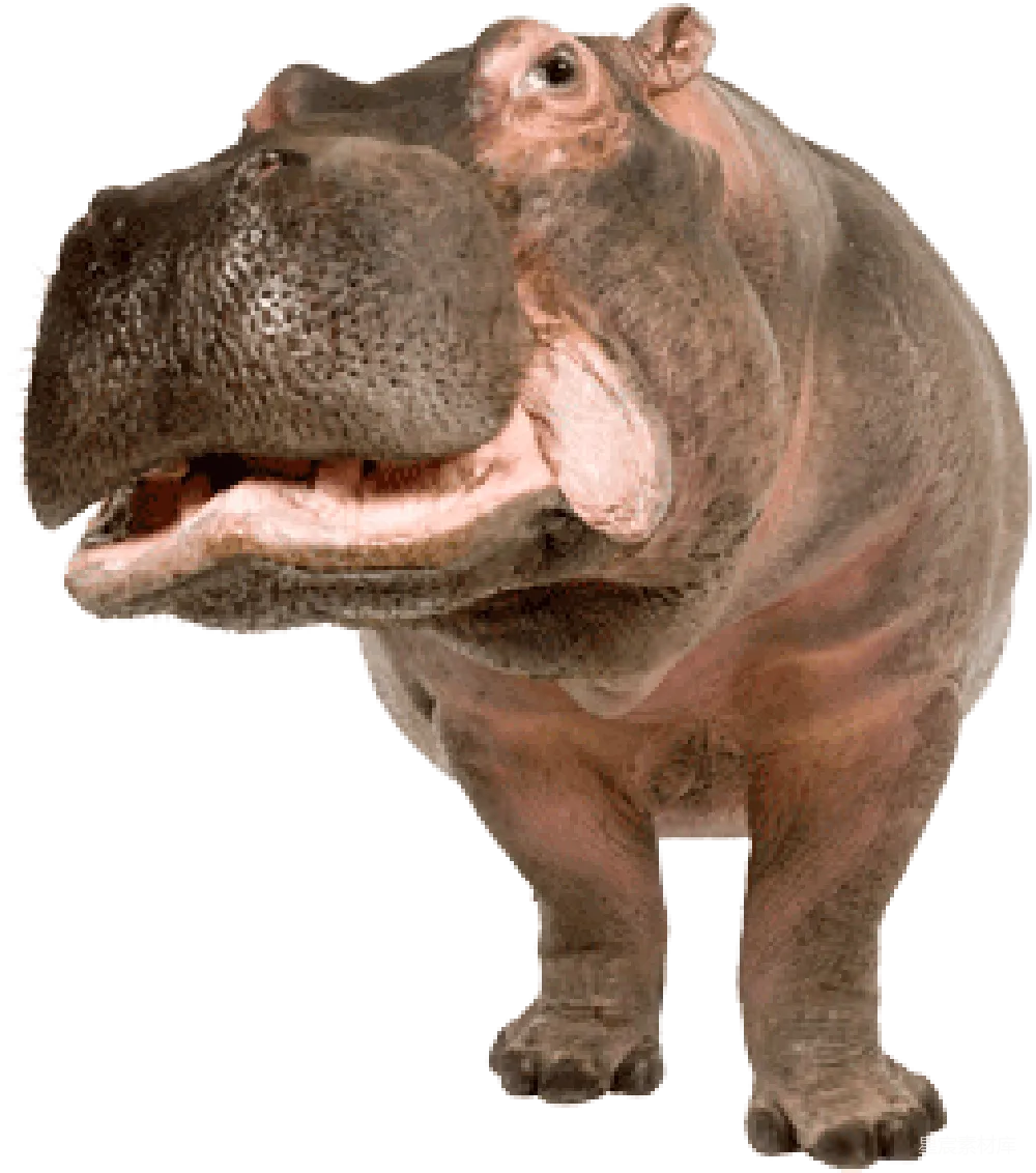 元素素材 hippo
