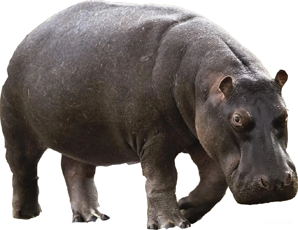 元素素材 hippo