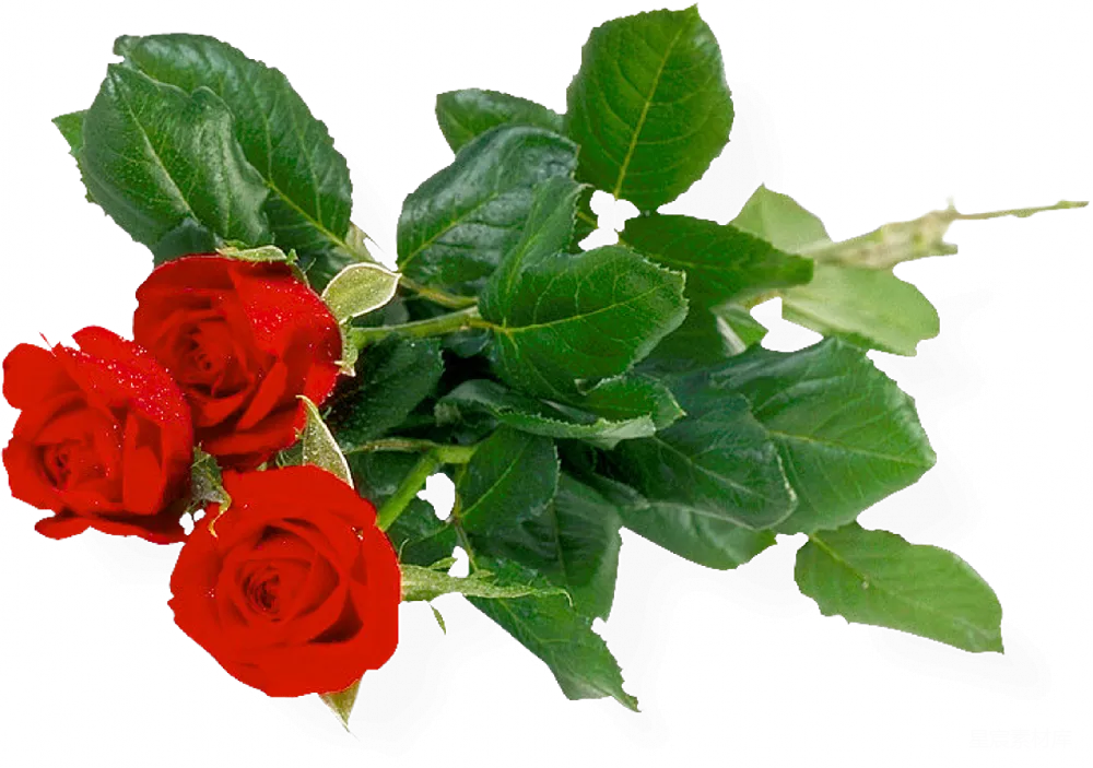 元素素材 元素 花束