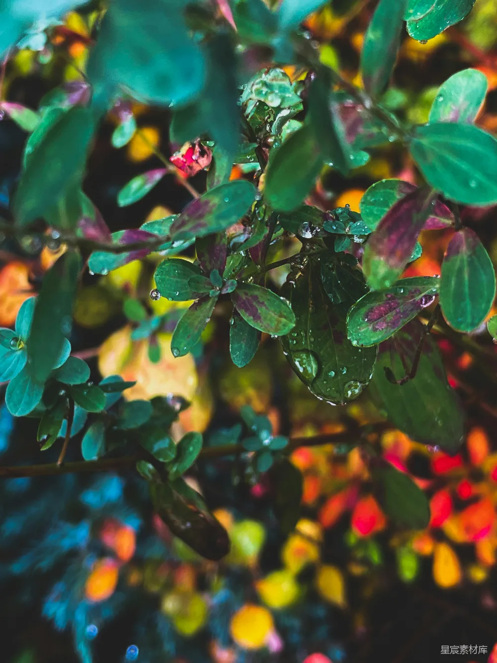 高清摄影  一棵带有叶子和花朵的树