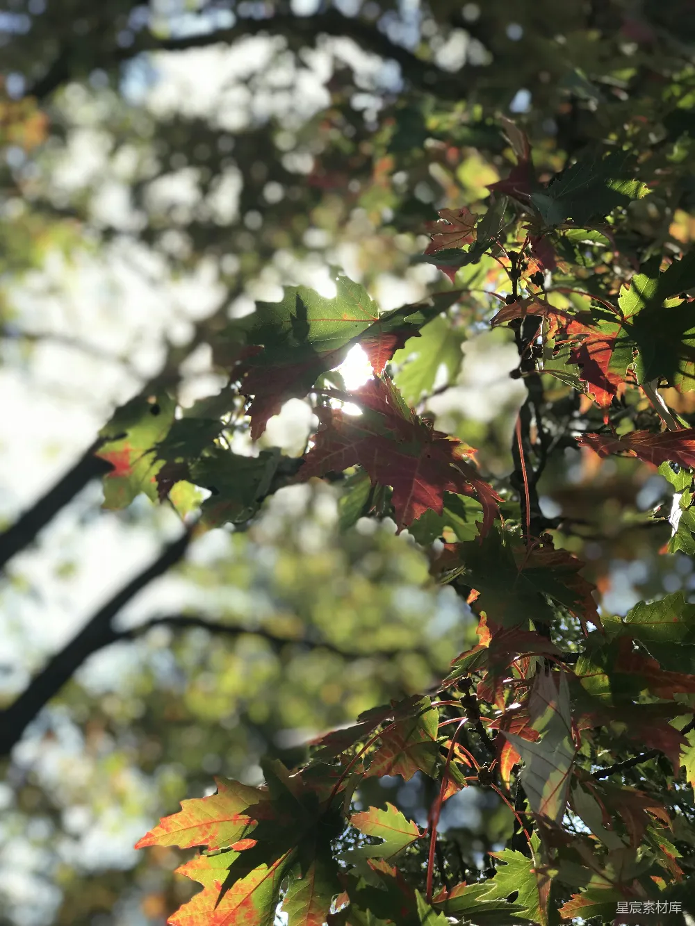 高清摄影  绿叶植物