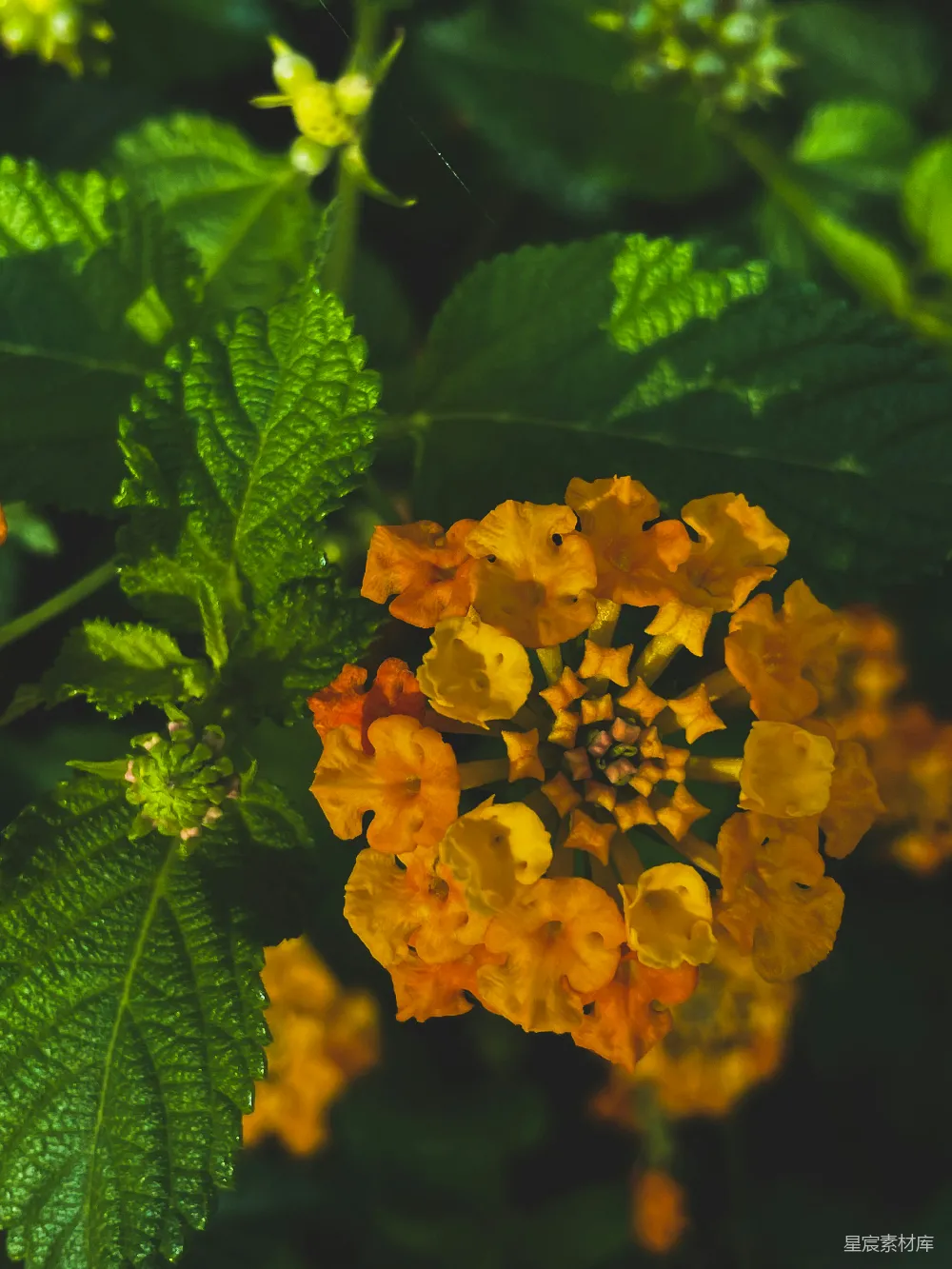 高清摄影  一簇黄色的花