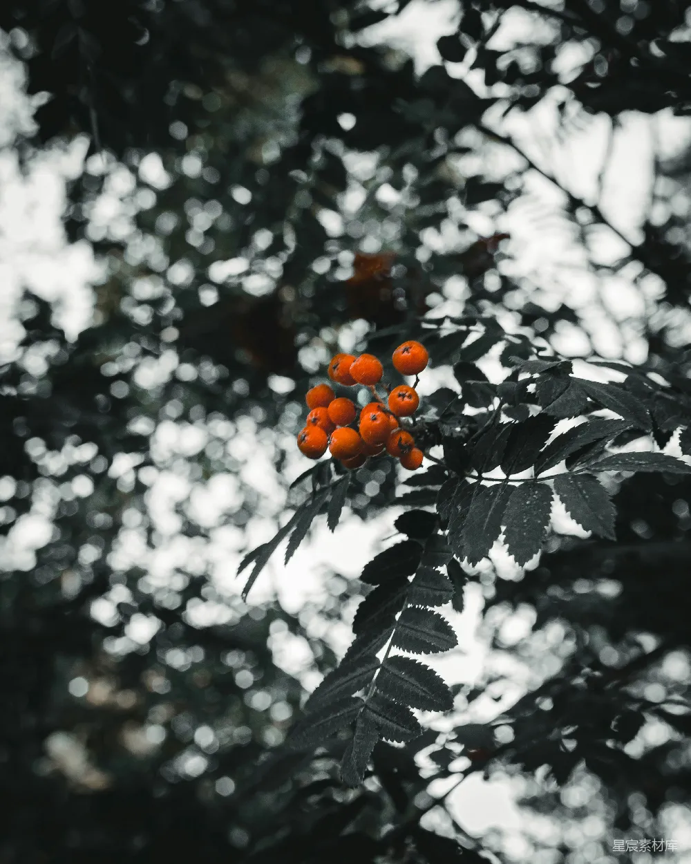 高清摄影  一树上的橙子
