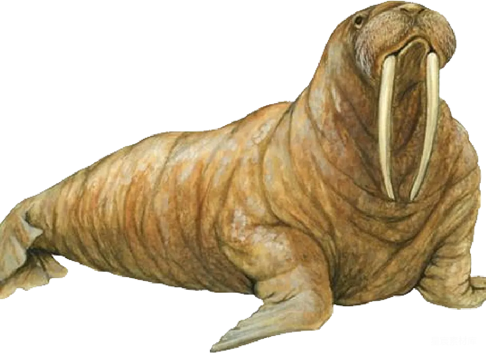 元素素材 元素 walrus