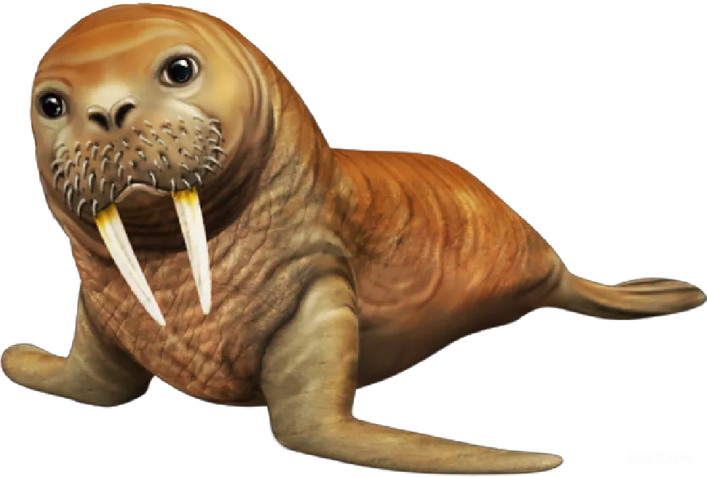 元素素材 walrus