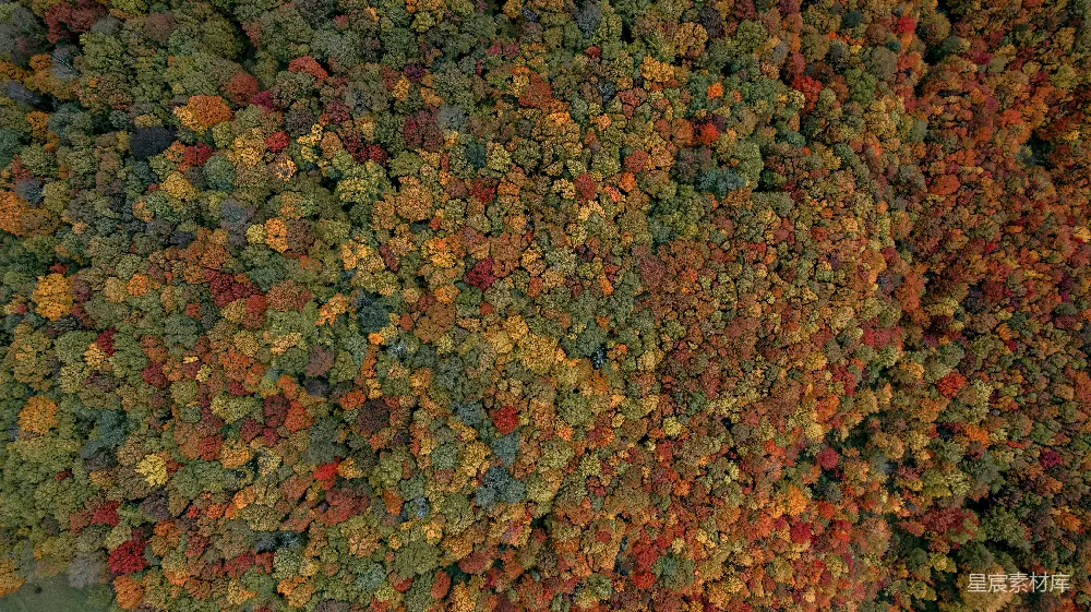高清摄影  一组五颜六色的叶子
