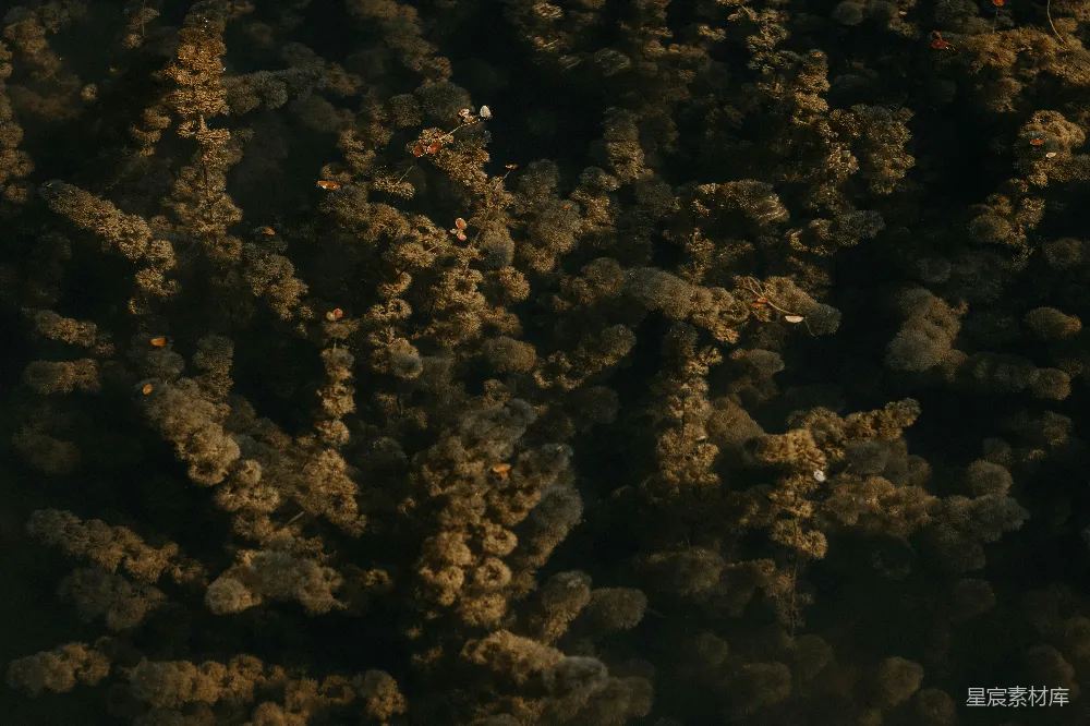 高清摄影 电影 自然 壁纸 俯瞰一群树木的景象
