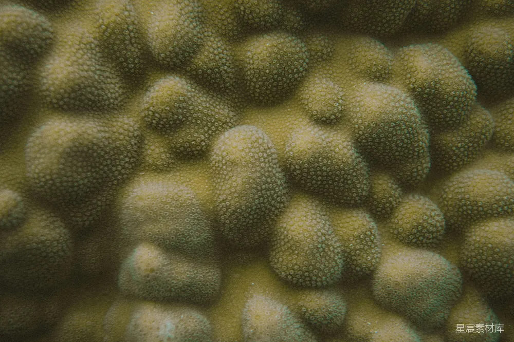 高清摄影  黄色珊瑚表面的特写