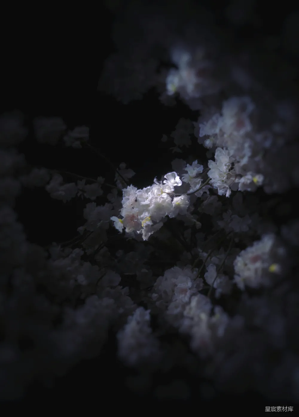 高清摄影  黑暗中的白色花朵。