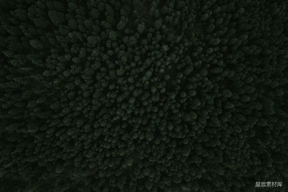 高清摄影  帕尔默湖附近茂密树林的航拍图