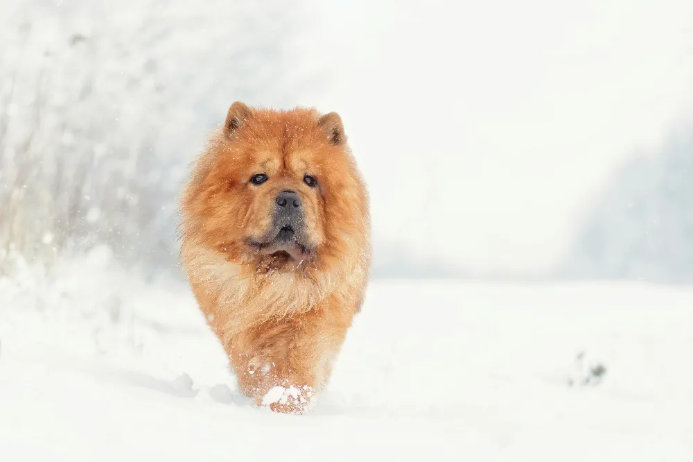 高清摄影  一只棕色的大狗在覆盖着积雪的森林中漫步
