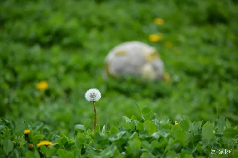 高清摄影 壁纸 实验性 一片草地上有几株蒲公英