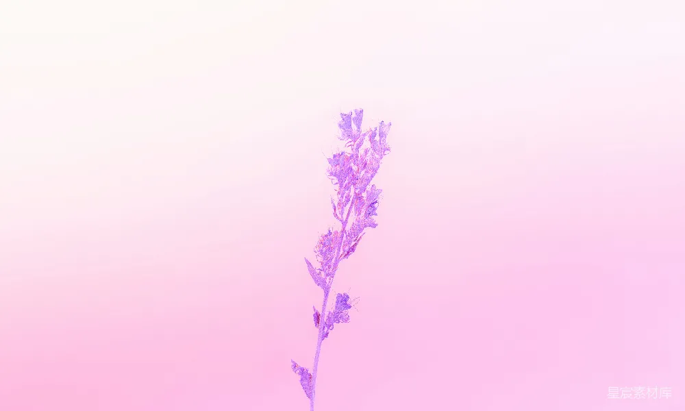 高清摄影 壁纸 自然 实验性 一朵紫色的花在粉红色的背景前