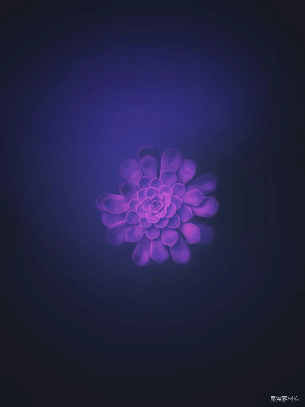 高清摄影  紫色花瓣的花与蓝色背景