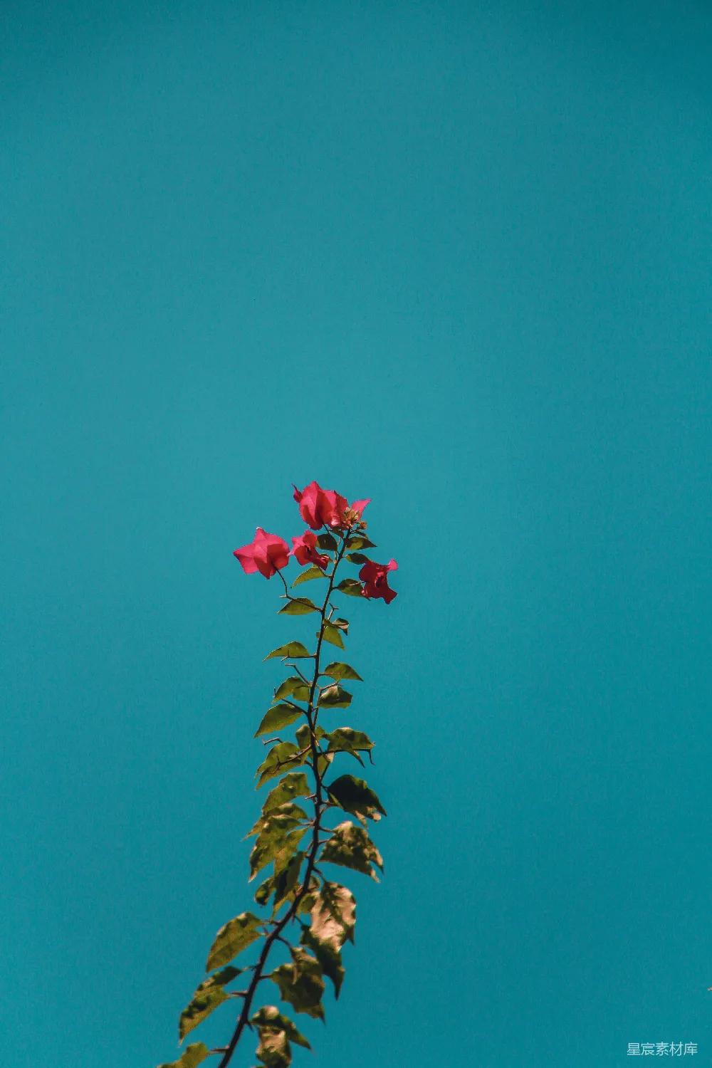 高清摄影  红花瓣的花