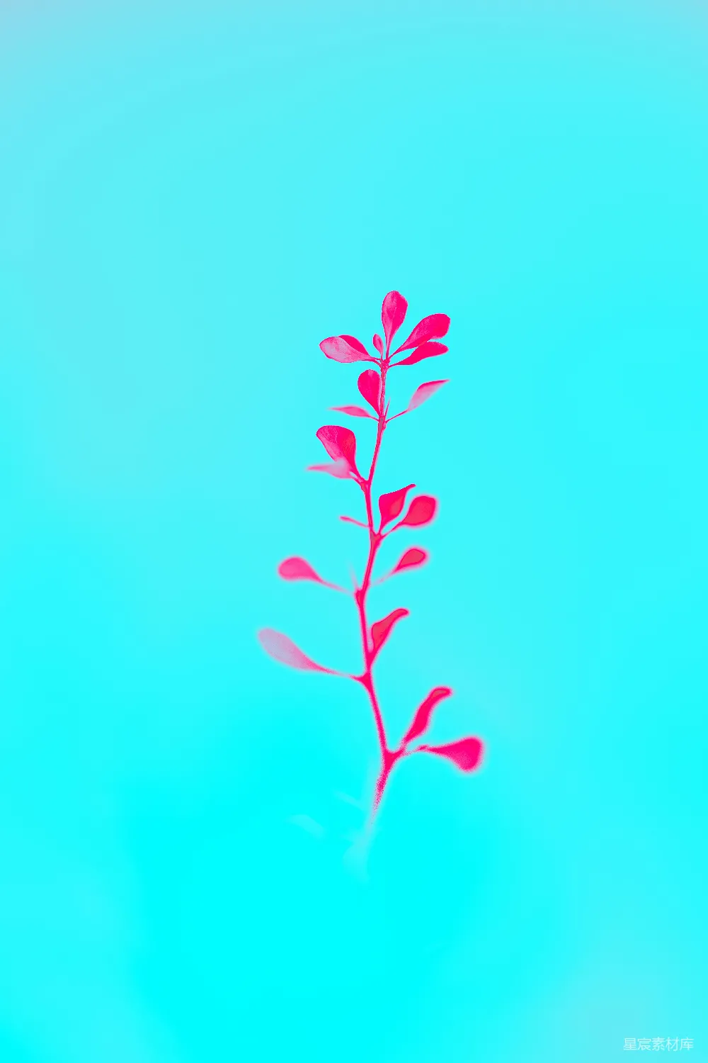 高清摄影 实验性 自然 壁纸 一朵红色的花在蓝色背景上
