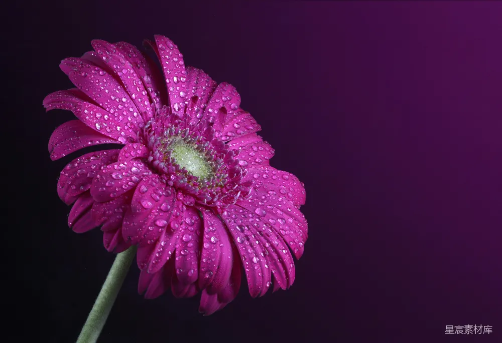 高清摄影  一朵带有水珠的紫色花朵