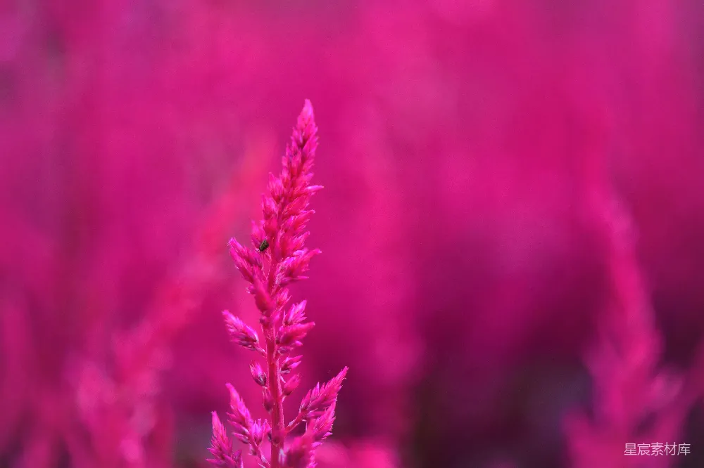 高清摄影  粉色花瓣的特写摄影