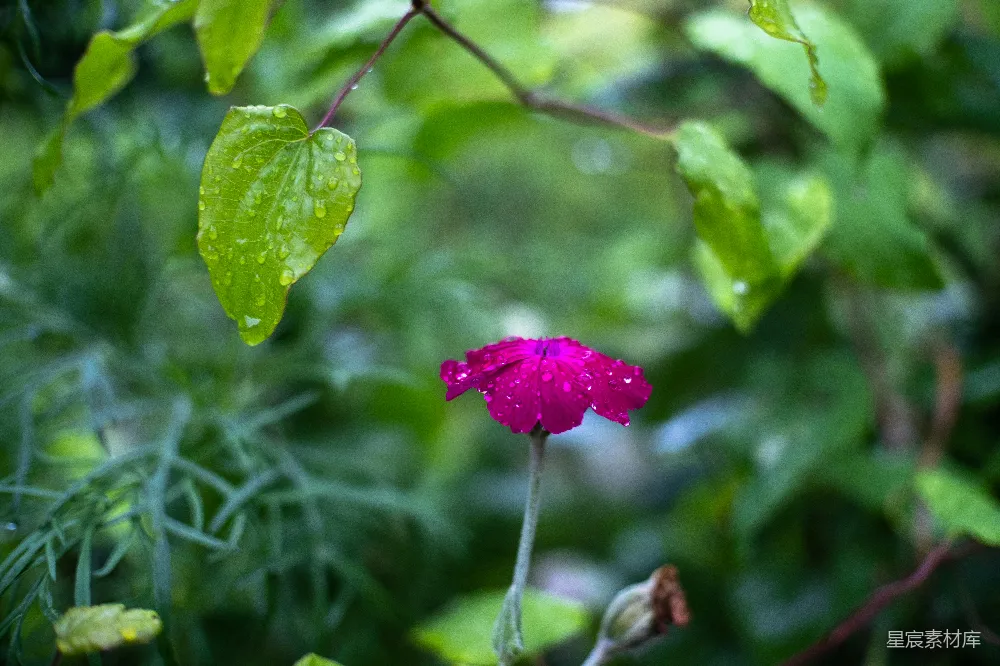 高清摄影 背景中有一朵带有绿色叶子的粉色花朵。