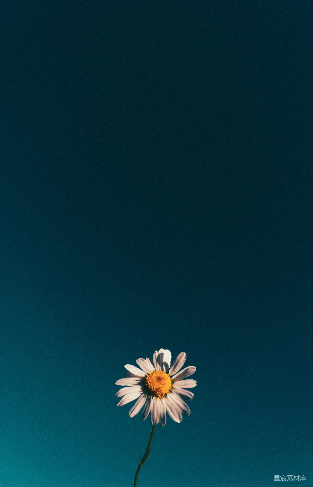 高清摄影 壁纸 实验性 自然 一朵白色的花，背景是蓝色的天空。