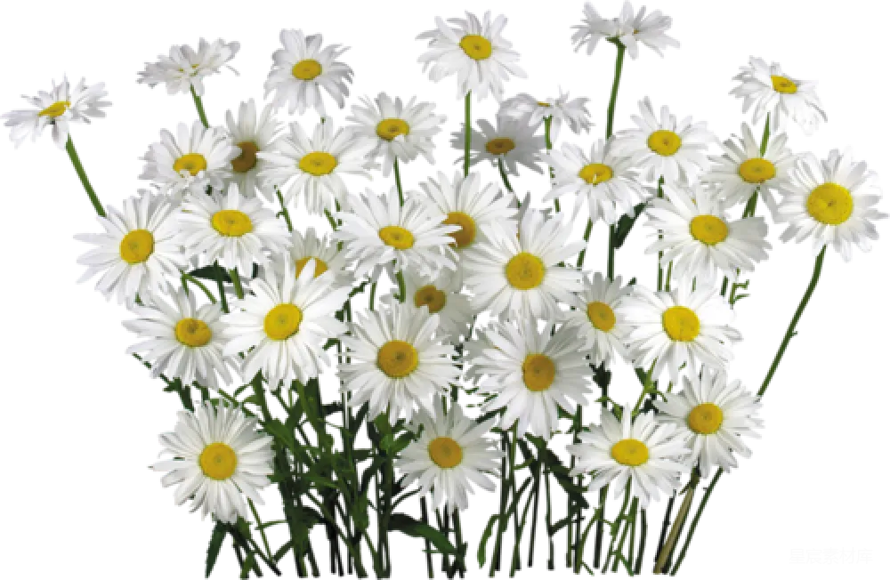 元素素材 元素 雏菊