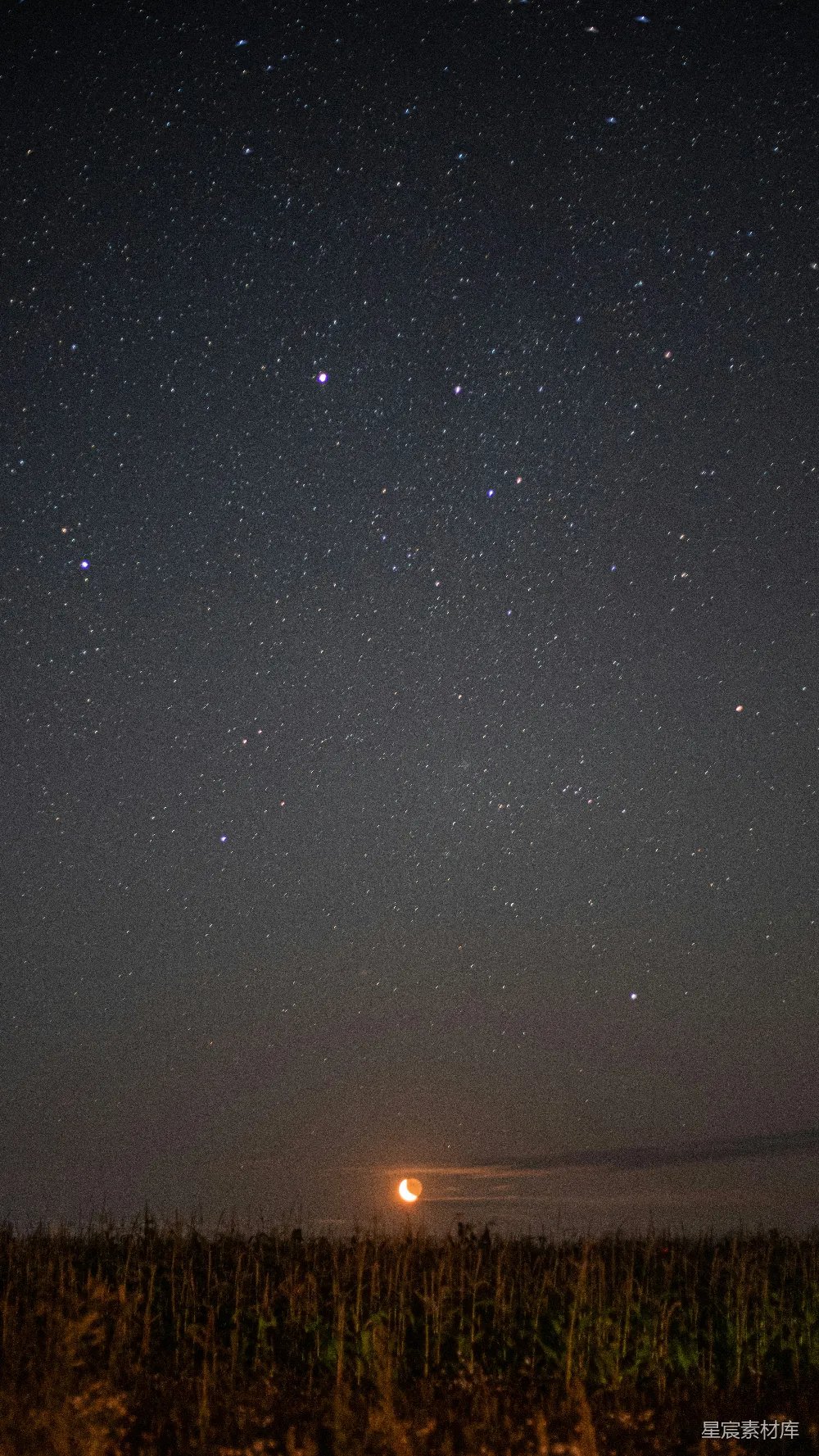 高清摄影 自然 星星点点的夜空下，玉米田里静谧无声。