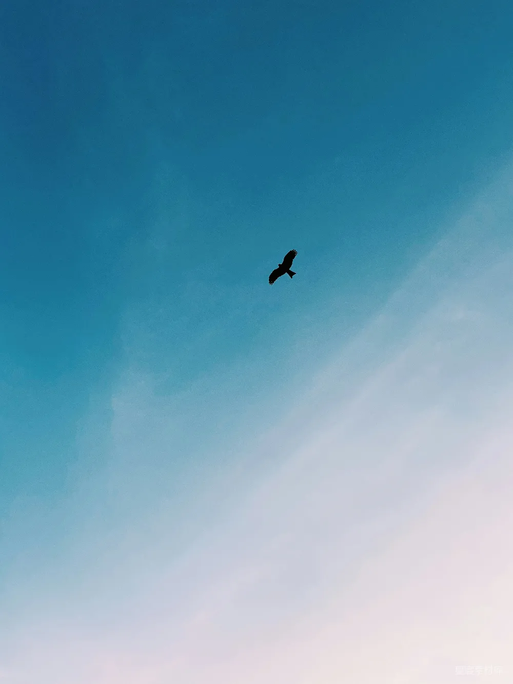 高清摄影  在航班上黑鸟