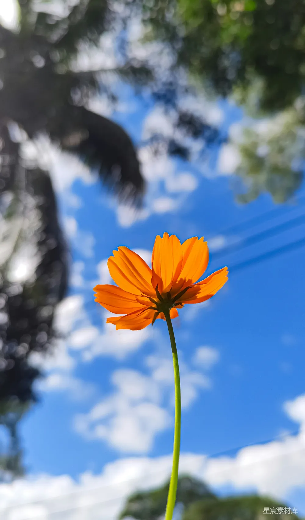高清摄影  一朵黄色中心的花