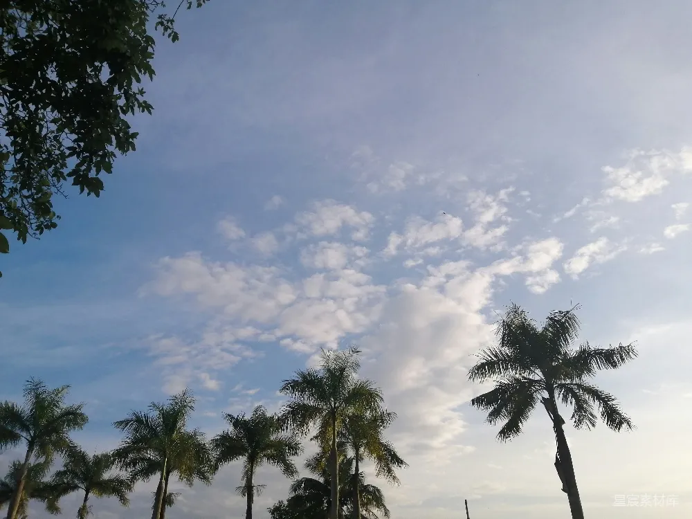 高清摄影  一群棕榈树在多云的蓝天之下