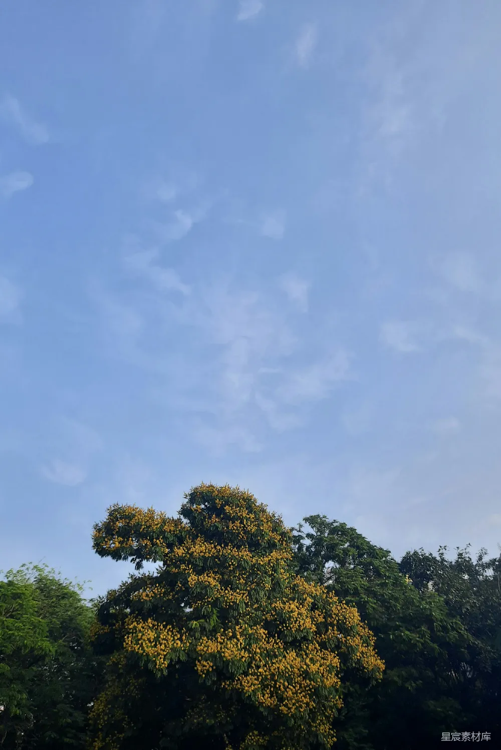 高清摄影  一棵开黄色花朵的大树在公园里。