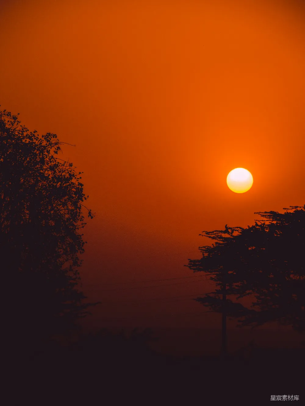 高清摄影  夕阳西下，树木剪影