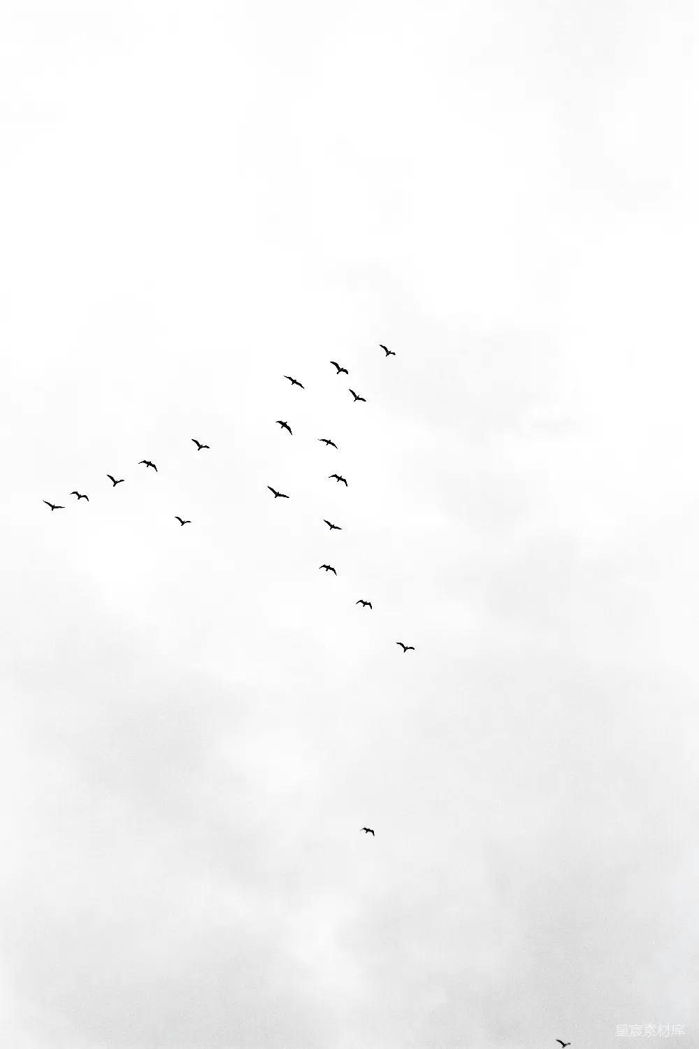 高清摄影  一群鸟在天空中飞翔