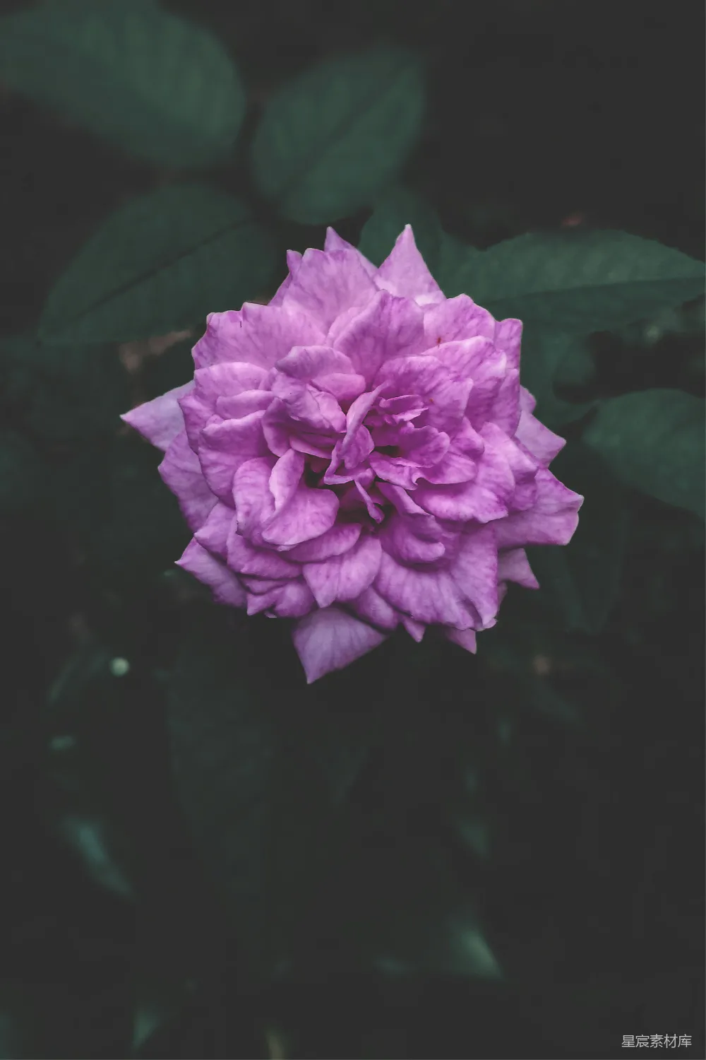 高清摄影 自然 一朵紫色的花，绿叶为背景