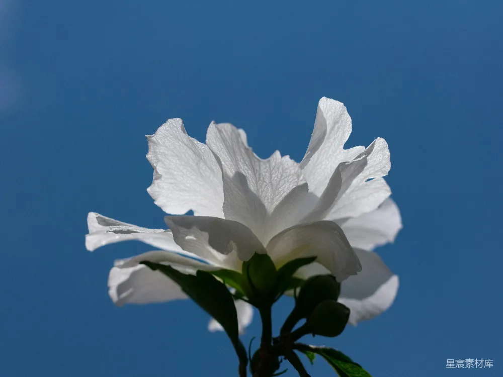高清摄影  带有绿叶的白花