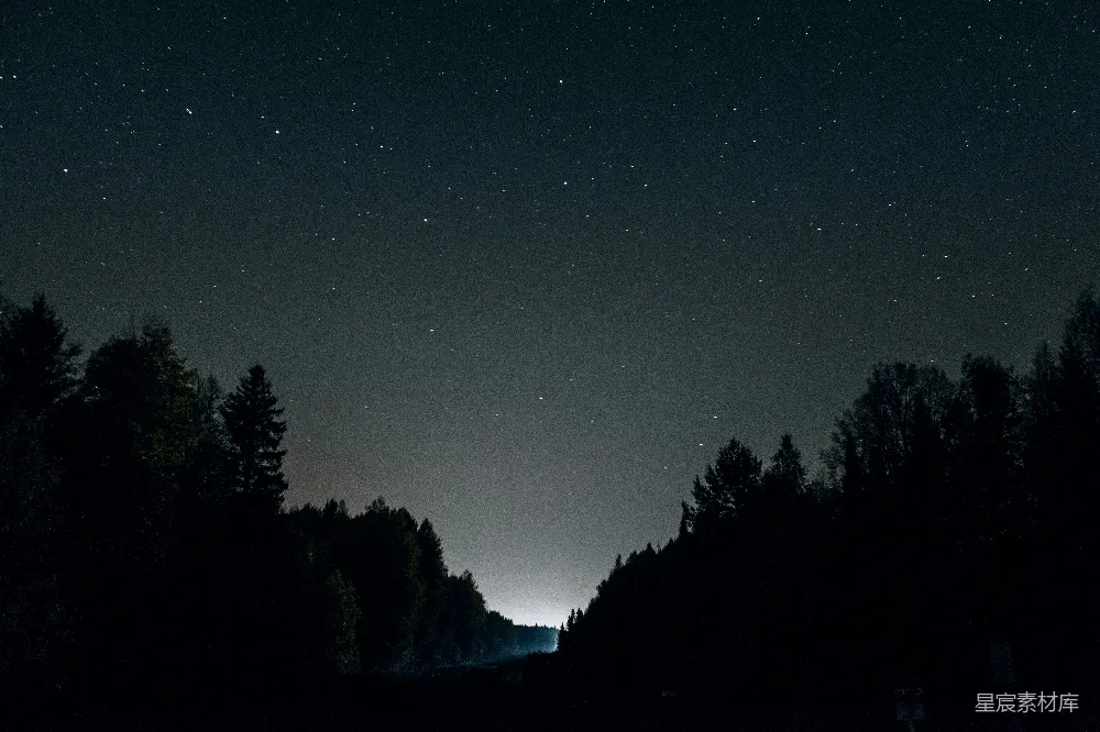 高清摄影  夜晚的树木