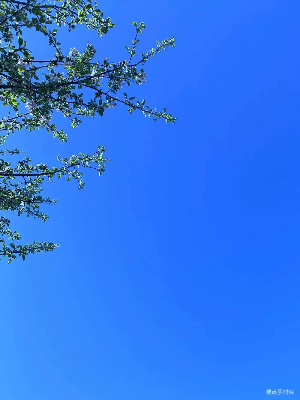高清摄影  白天蓝天下绿色的树
