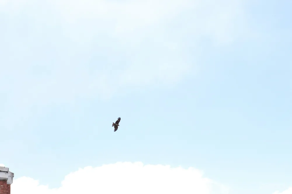 高清摄影  一只鸟在高空飞翔