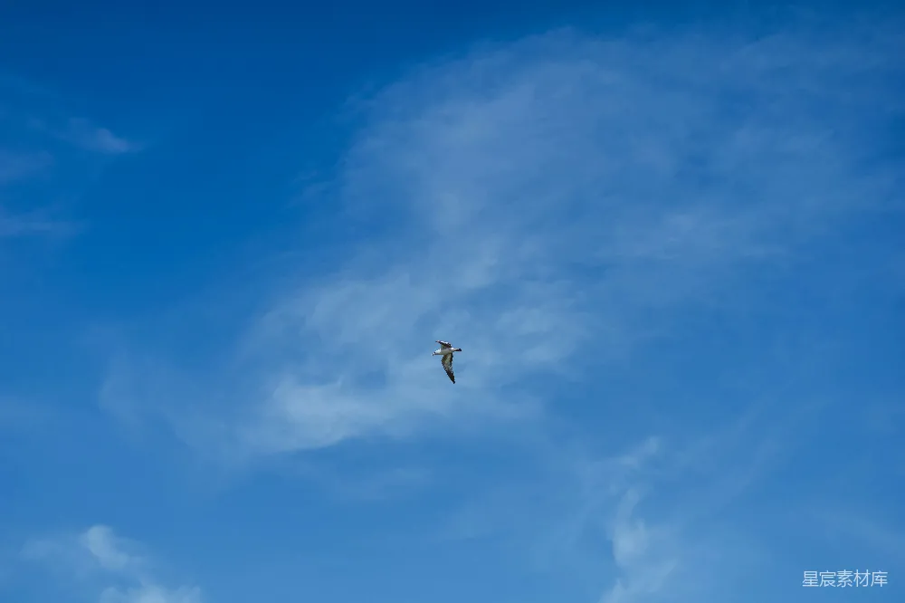 高清摄影  一只鸟在高空中飞翔