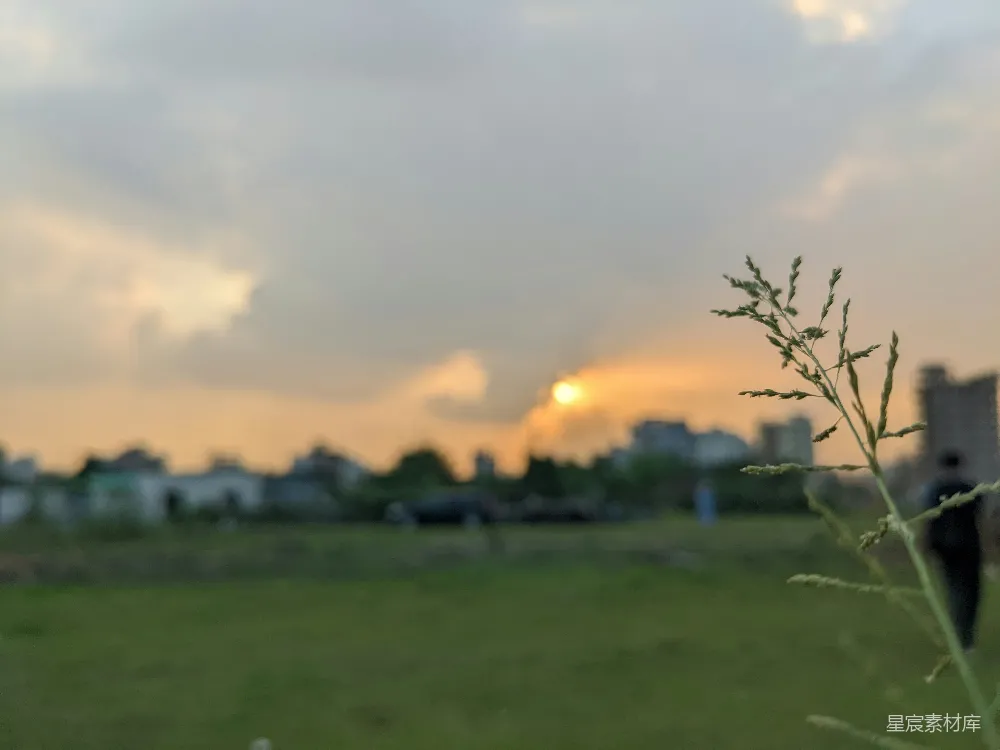 高清摄影  一棵树在田野里