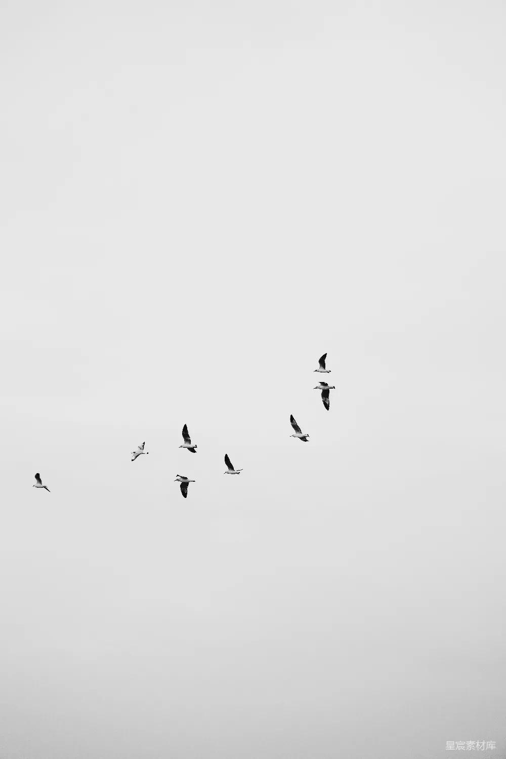 高清摄影  一群鸟儿在阴云密布的天空中飞翔