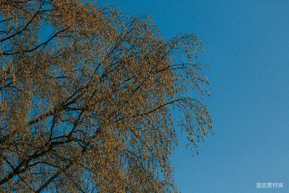 高清摄影  一棵树叶泛黄的树，背景是蓝色的天空。